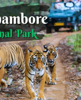 Ranthambore National Park,Rajasthan